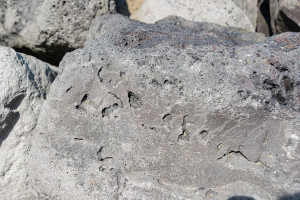 Eξωγήινα αμινοξέα περιέχει μετεωρίτης που έπεσε σε ένα σπίτι στο Νιου Τζέρσεϊ των ΗΠΑ