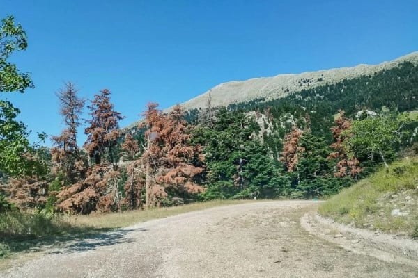 Δασαρχείο Πύργου: Εκ νέου απομάκρυνση των ξερών ελάτων από το δάσος Λαμπείας