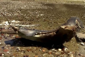 Οστά μαμούθ αποκαλύφθηκαν στον Δούναβη καθώς η στάθμη έπεσε σε ιστορικό χαμηλό