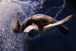 Πέθανε ο Όμηρος, η τυφλή Caretta caretta που ταξίδεψε από την Ελλάδα στην Κορνουάλη