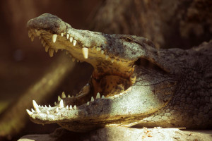Θανατηφόρα επίθεση κροκόδειλου σε 51χρονο - Κολυμπούσε με το άψυχο σώμα του στα σαγόνια του