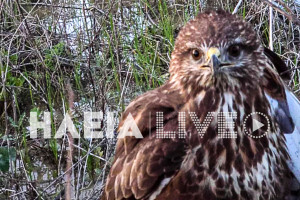 Πλουτοχώρι: Διάσωση τραυματισμένου γερακιού - Στην ΑΝΙΜΑ για περίθαλψη