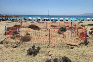 Δεύτερη φωλιά θαλάσσιας χελώνας εντοπίστηκε στην Νάξο (photos)