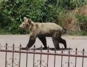 Αρκούδες μπήκαν στα σπίτια στην Καστοριά: Τι καταγγέλλει κάτοικος