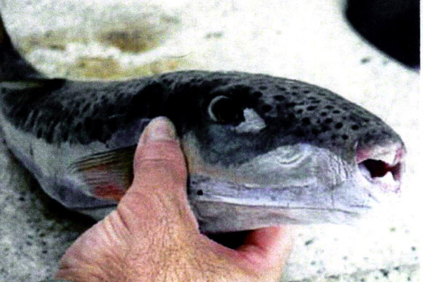 Τα 4 πράγματα για την αντιμετώπιση δαγκώματος από λαγοκέφαλο