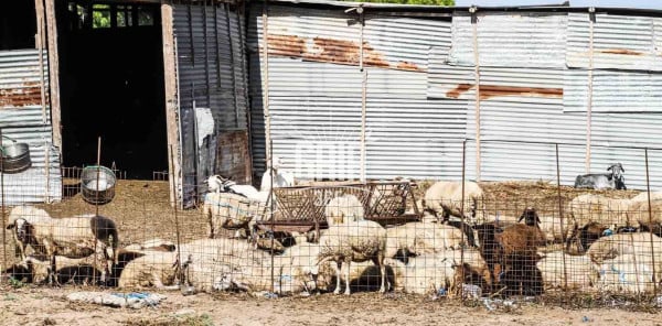 Κρυόβρυση Αρχ. Ολυμπίας: Του πήραν από τη στάνη 25 πρόβατα