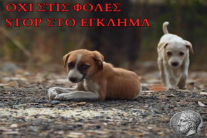 Δήμος Αρχ. Ολυμπίας: Η θανάτωση ζώων είναι καταδικαστέα και εγκληματική πράξη