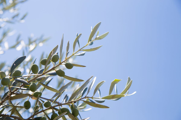 1η Γιορτή Ελιάς και Ελαιολάδου στο Γεράκι Ήλιδας