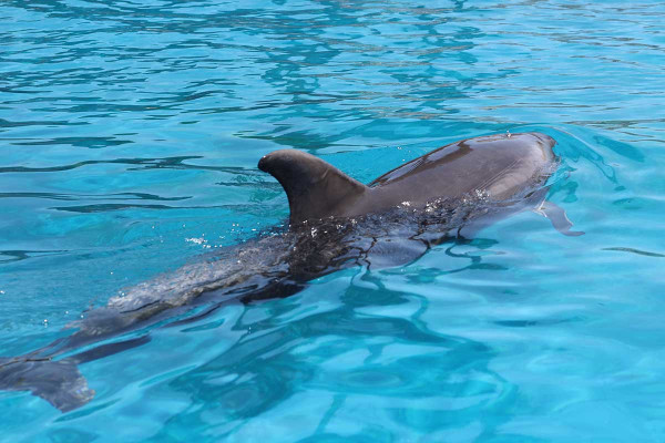 Θεσσαλονίκη: Δελφίνι ξεβράστηκε νεκρό στην ακτή – Το πέταξαν δίπλα σε κάδο σκουπιδιών