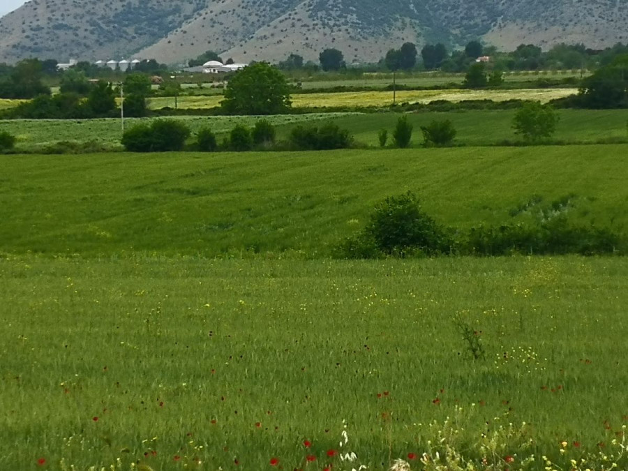 Πρωτοπόρο Εργαστήριο στη μελέτη των ενεργειακών φυτών από το 1993 – Η αξία της αγριοαγκινάρας