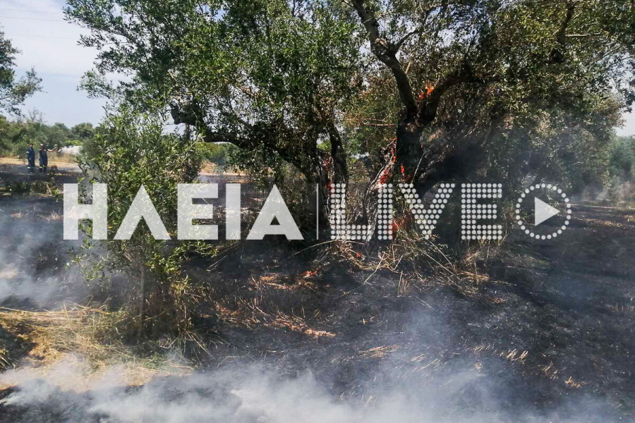 Μυρσίνη: Πυρκαγιά σε λιοστάσι κινητοποίησε την Π.Υ. Λεχαινών