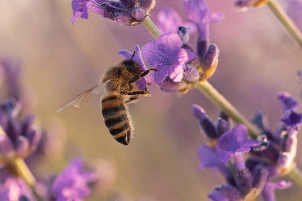Διπλάσιος ο αριθμός των ειδών μελισσών που κινδυνεύουν με εξαφάνιση στην Ευρώπη μέσα σε 10 χρόνια