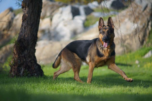 Αυτές είναι οι διαφορές ενός Γερμανικού Ποιμενικού με έναν λύκο