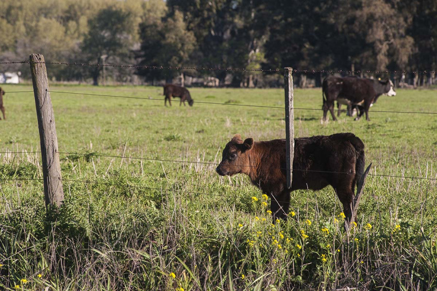 Ρωσία: Σε καραντίνα η περιοχή γύρω από τη Μόσχα εξαιτίας κρουσμάτων νόσου των βοοειδών