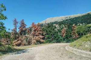 Ηλεία: Απομακρύνονται τα ξερά έλατα από το δάσος Λαμπείας - Πιστοποιήθηκαν τα αίτια από το Ινστιτούτο Δασικών Ερευνών Θεσσαλονίκης
