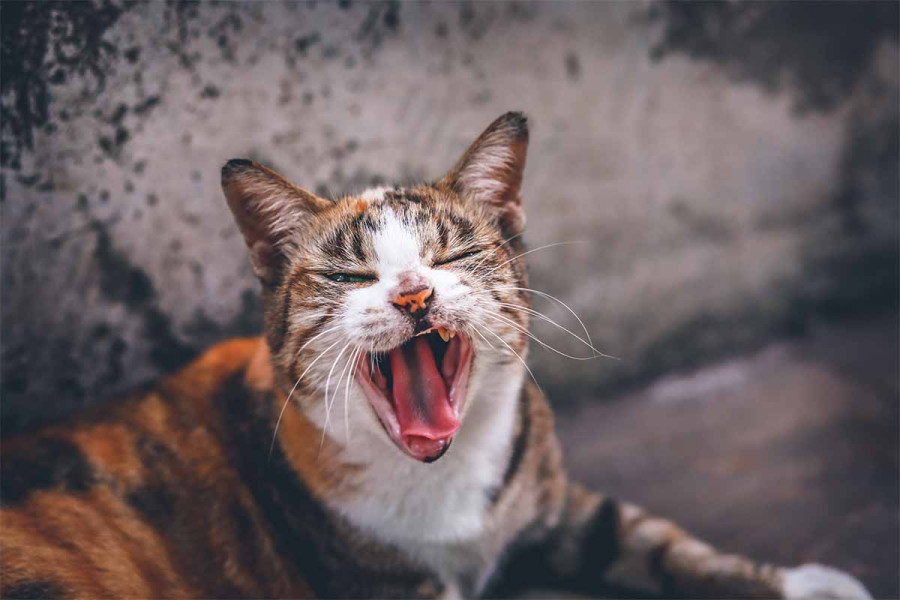 Αυτοί είναι οι 5 πιο συνηθισμένοι ήχοι που βγάζουν οι γάτες