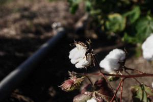 Βαμβάκι: Ανεβαίνει η ζήτηση, πιέζεται η παραγωγή