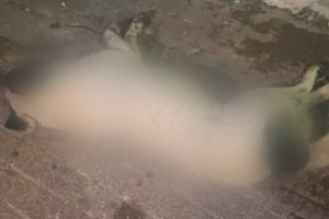 Φόλες στην Κρέστενα: Στο στόχαστρο ξανά τα αδέσποτα ζώα