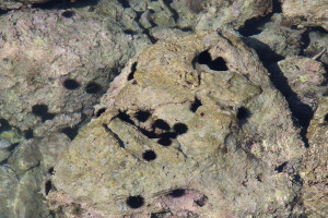 Αλεξανδρούπολη: Χειροπέδες σε τρεις νεαρούς για παράνομη αλιεία 3.584 αχινών