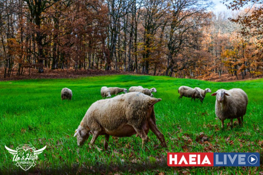 Αχαΐα - Ευλογιά προβάτων: SOS για τον Ερύμανθο – Τυροκόμος χτυπάει καμπανάκι