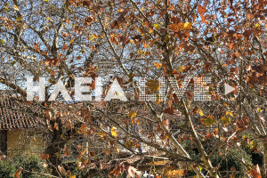 Δασαρχείο Πύργου: Απομακρύνονται τα επικίνδυνα και νεκρωμένα πλατάνια σε Πύργο και Ολυμπία
