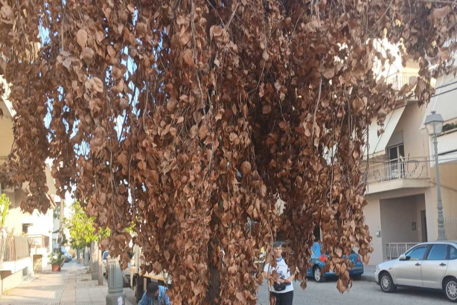 Πύργος: Ασυνείδητοι δηλητηρίασαν δέντρο στην πόλη