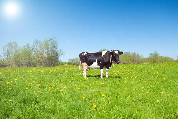 Συναγερμός στη Λέσβο: Θετικά δείγματα αφθώδους πυρετού σε κτηνοτροφική μονάδα