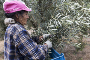 Ποιος θα καλλιεργεί αύριο; – Γερνούν οι αγρότες, αδειάζει η ύπαιθρος