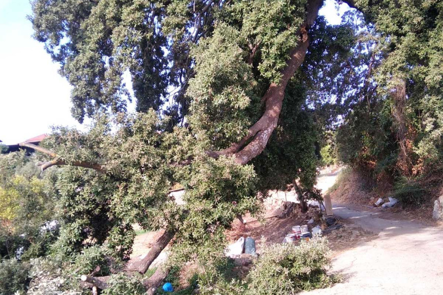 Μεσσηνία: Κατέρρευσε τμήμα της αιωνόβιας βελανιδιάς, συμβόλου της Επανάστασης του 1821