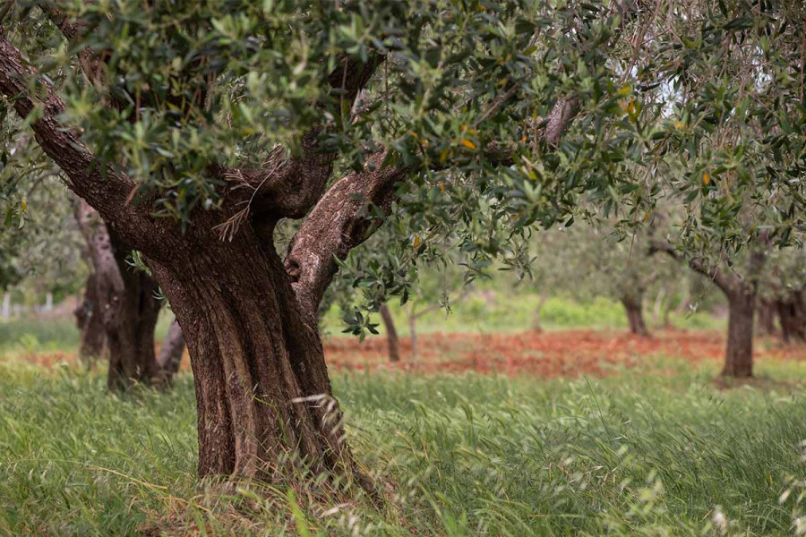 Το 2025 φέρνει «χαριστική βολή» στους ελαιοπαραγωγούς της Μεσσηνίας