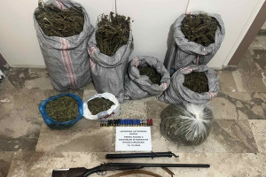 Μυρσίνη: "Επιστημονική" φυτεία με 100 δενδρύλλια και μια σύλληψη