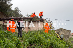 Δείτε video: Δέντρο πέφτει και προκαλεί ζημιές και κατοικία στο Κατάκολο