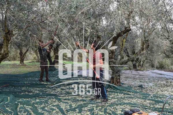 Μεσσηνία: «Χαριστική βολή το 2025 για τους ελαιοπαραγωγούς» – Αποζημιώσεις ζητούν οι παραγωγοί