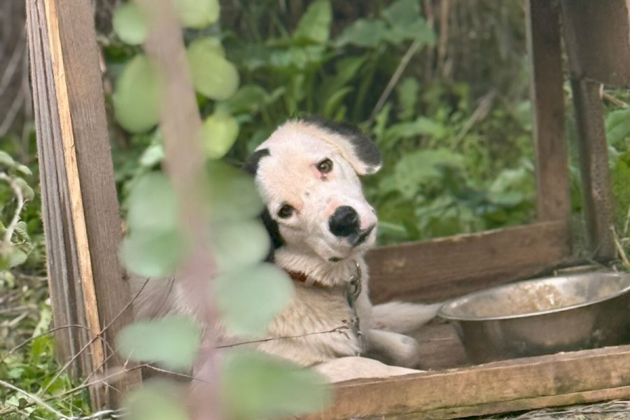 Κρέστενα: Καταγγελία από το “Save a Greek Stray” για απαράδεκτες συνθήκες σε καταφύγιο σκύλων
