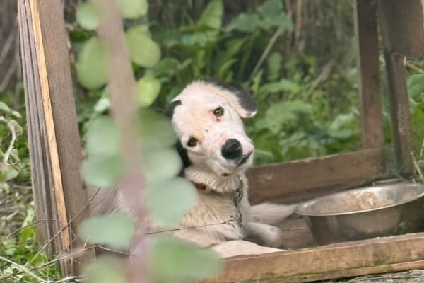 Κρέστενα: Καταγγελία από το “Save a Greek Stray” για απαράδεκτες συνθήκες σε καταφύγιο σκύλων