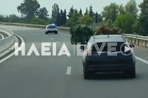 Ψάρι Βάρδας: Εντοπίστηκε φυτεία με 320 δενδρύλλια χασίς - Δύο συλλήψεις