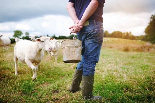 Ευλογιά προβάτων: 50 εκατ. ευρώ για αποζημιώσεις και απώλεια εισοδήματος