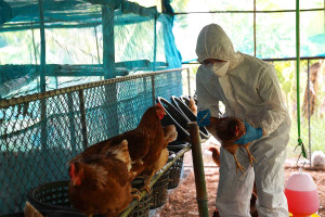 Μεξικό: Κοριτσάκι 3 ετών το πρώτο ανθρώπινο κρούσμα της γρίπης των πτηνών