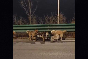 Συγκινητικό βίντεο με επτά σκυλιά στην Κίνα: Διένυσαν 17 χλμ. και γύρισαν σπίτι ως αγέλη