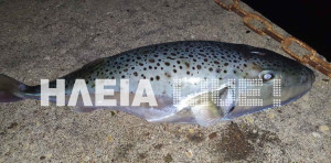 Νεαρός έσπασε κάθε ρεκόρ: 15χρονος ψάρεψε 162 λαγοκέφαλους