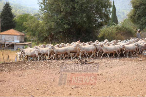 Συγκλονιστικές Εικόνες από Κτηνοτρόφους και Εθελοντές στις Φλόγες της Αροανίας Καλαβρύτων