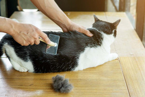 Μαδάει η γάτα σας πολύ; Δείτε ποιες είναι οι πιο συχνές αιτίες