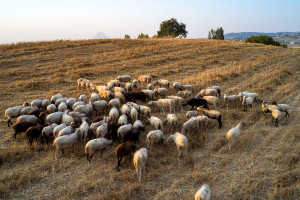 ΥΠΑΑΤ: Αποζημιώσεις 4,2 εκατ. ευρώ για θανατωθέντα ζώα λόγω ευλογιάς και αφθώδους πυρετού