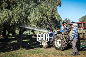 Συνεχίζεται η εφαρμογή του Προγράμματος Δακοκτονίας στην ΠΕ Ηλείας