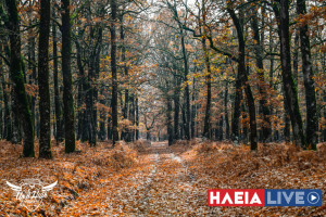 Αρχ. Ολυμπία: «Ανάσα ζωής» με 16 μονοπάτια - Εγκρίθηκε η μελέτη ύψους σχεδόν ενός εκατ. ευρώ