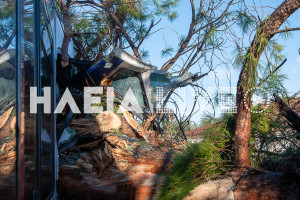 Πύργος: Δέντρο "κατέρρευσε" και έπεσε σε τρένο στη γραμμή για Κατάκολο - Τραυματίας ο μηχανοδηγός (photos &amp; video)