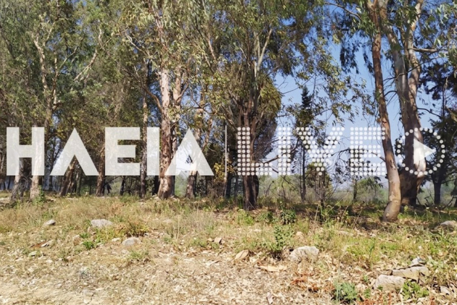 Δασαρχείο Αμαλιάδας: Επιχείρηση «σκούπα» στα δάση Θινών και Ανάληψης