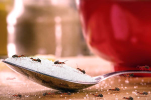 10 σταγόνες στην πόρτα και δεν θα υπάρχουν πια μυρμήγκια στο σπίτι
