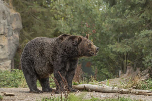 Ιαπωνία: Οι αρχές τοποθετούν 800 κάμερες στα βουνά εξαιτίας της αύξησης των επιθέσεων αρκούδων