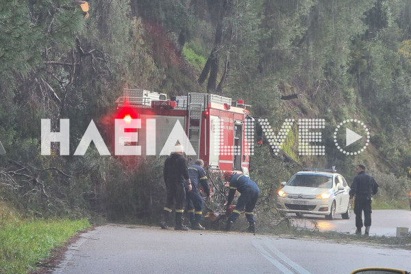 Πτώσεις δέντρων στον δρόμο Αλφειούσα - Μακρίσια – Διακοπή κυκλοφορίας